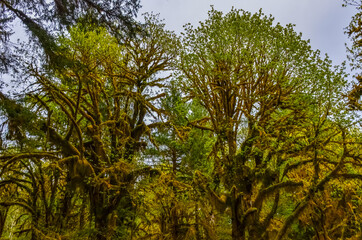 Fototapeta premium Epiphytic plants and wet moss hang from tree branches in the forest in Olympic National Park, Washington
