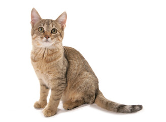 pixie bob cat