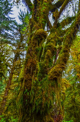 Epiphytic plants and wet moss hang from tree branches in the forest in Olympic National Park, Washington