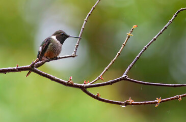 Magenta-throated Woodstar, Calliphlox bryantae, on perch