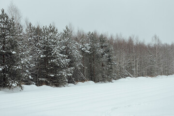 the background of a winter forest, a landscape of fir trees strewn with white snow, an empty road among deep snowdrifts in a blizzard