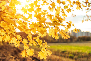 Yellow maple leaves during autumn season with warm sunlight from behind.  Fall park on blurry background. Beautiful nature scene, Canada Day concept.