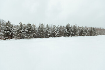 the background of a winter forest, a landscape of fir trees strewn with white snow, an empty road among deep snowdrifts in a blizzard