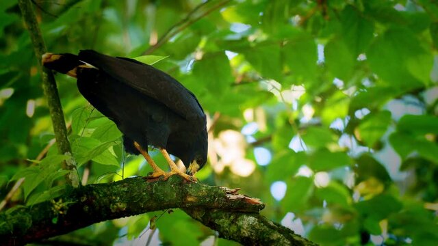 Common Black Hawk - Buteogallus anthracinus  big dark bird of prey in the family Accipitridae, formerly Cuban black-hawk - Buteogallus gundlachii as a subspecies, on the tree, eats crab and fly away.