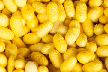 Group of silkworm in yellow cocoon stage background