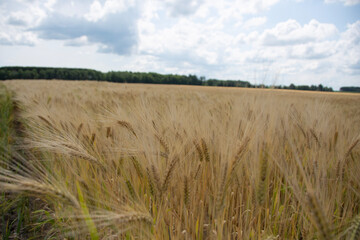 field of wheat