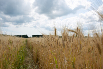 golden wheat field