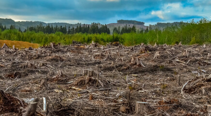 Felling of trees, many stumps from felled pines. Washington State