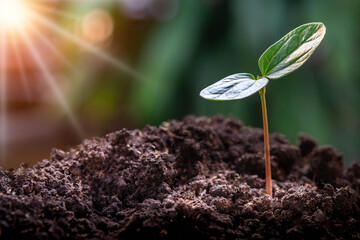 Agriculture, Growth of young plant sequence with morning sunlight and green blur background. Germinating seedling grow step sprout growing from seed. Nature ecology and growth concept with copy space.