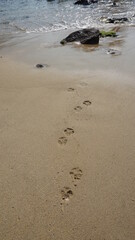 paw prints in the sand of a beach, Monkey Mountain, Son Tra Peninsula, Da Nang, Vietnam, February