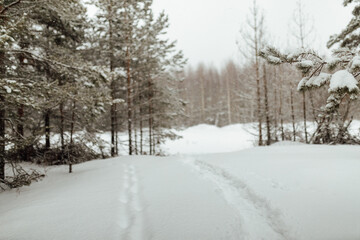 Fototapeta na wymiar the background of a winter forest, a landscape of fir trees strewn with white snow, an empty road among deep snowdrifts in a blizzard