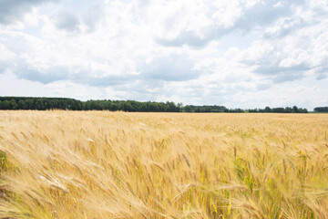 field of wheat