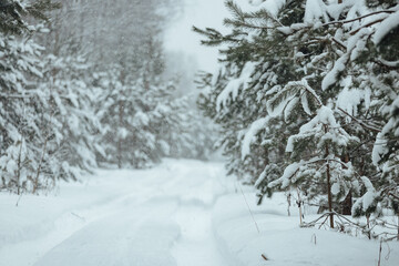 the background of a winter forest, a landscape of fir trees strewn with white snow, an empty road among deep snowdrifts in a blizzard