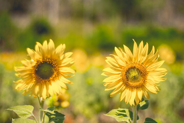 Close up of sunflower in a field, selective focus on blurred background. Summer and oil concept