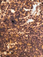 Panoramic grunge rusted metal texture, rust and oxidized metal background. Old metal iron panel. High quality