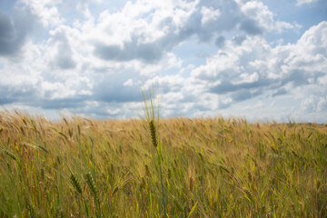 wheat field and blue sky