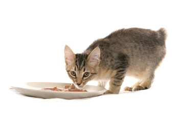 pixie bob cat