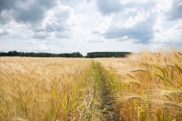 field of wheat