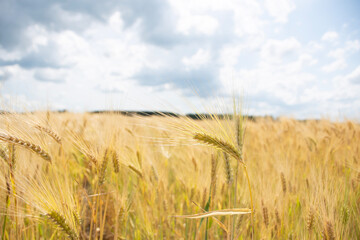 field of wheat