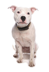 Staffordshire Bull Terrier Dog