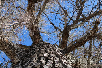tree in the forest fall no leaves old large nature blue skies sky