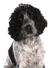Cocker Spaniel Dog