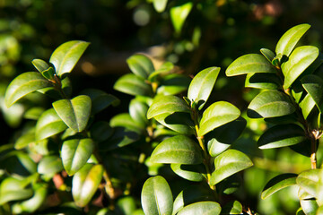 Detail of green buxus sempervirens shrub, branches with leaves