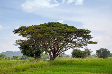 Fototapeta na wymiar landscape Sri Lanka