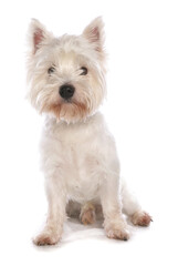 West Highland Terrier Dog