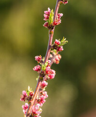 strahlend pink blühender Pfirsichbaum