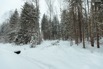 the background of a winter forest, a landscape of fir trees strewn with white snow, an empty road among deep snowdrifts in a blizzard
