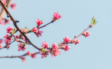 Fototapeta na wymiar strahlend pink blühender Pfirsichbaum