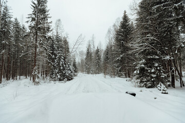 the background of a winter forest, a landscape of fir trees strewn with white snow, an empty road among deep snowdrifts in a blizzard