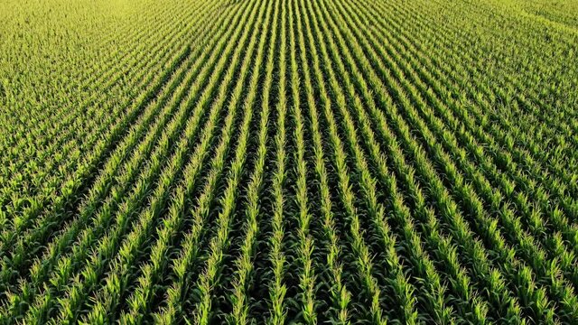 Straight lines of cornfield, drone-view, camera tilt down and fly slow over ripening plants. Tassels slightly wave at wind. Aerial perspective, good cropper at end of summer time