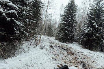 the background of a winter forest, a landscape of fir trees strewn with white snow, an empty road among deep snowdrifts in a blizzard