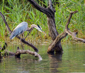 great heron
