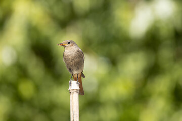 Black Redstart