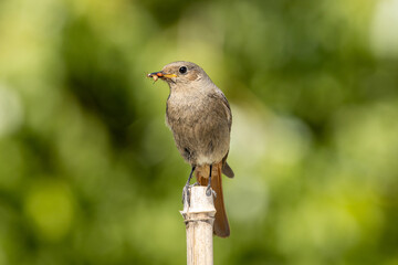 Black Redstart