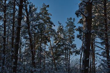 Winter landscape of a pine forest, snow-covered deciduous undergrowth in the shade of pines and in...