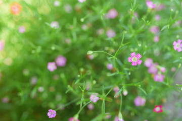 pink flowers