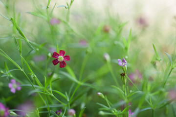 Obraz na płótnie Canvas ladybird on a green grass