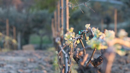 Época da vindima em Portugal para a realização de vinho.