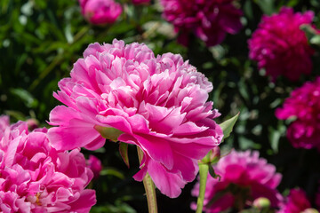 Obraz premium Pale pink peonies on a background of green leaves.