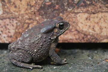 frog stand side home ,animal when have rain