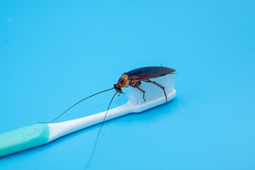 Cockroach on toothbrush isolated on blue background.