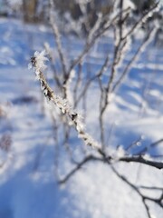 A tree branch covered with icy frost