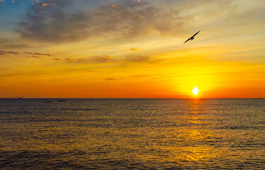 Gulls over the sea at dawn.