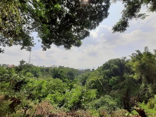 Obraz premium trees in the forest