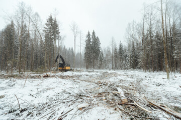harvester cuts down trees, industrial harvesting of wood with the help of an automated machine, many falling trees in the winter forest, human activity destroys the natural environment.