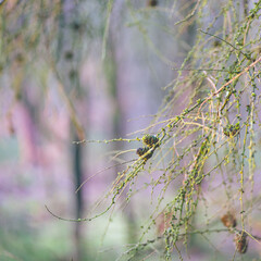 Close up details from the forest in The Netherlands, Speulderbos Veluwe.